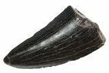 Serrated, Tyrannosaur (Nanotyrannus) Tooth - Montana #350406-1
